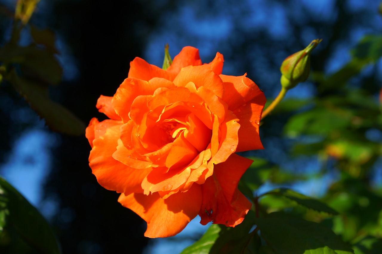 Image - rose blossom bloom orange tender