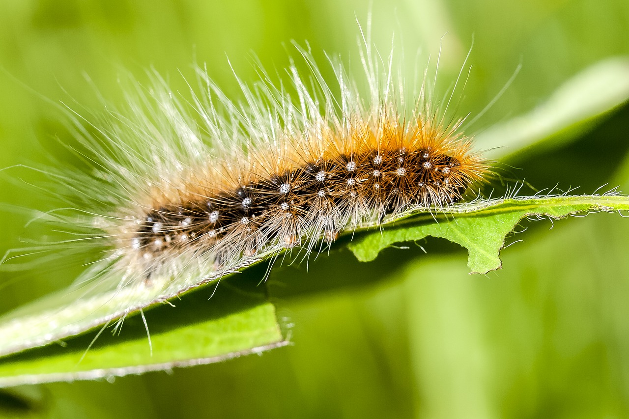 Image - caterpillar brown bear nature