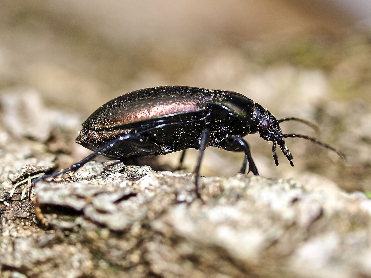 Image - beetle ground beetles insect nature