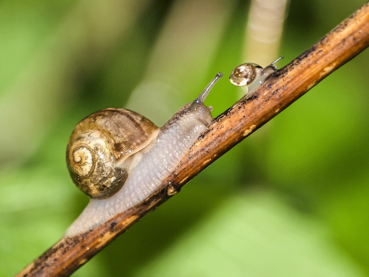 Image - snail leaves snail nature animal