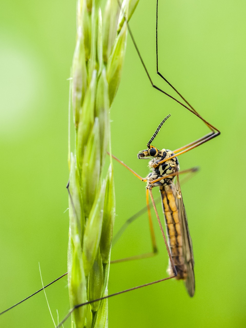 Image - schnake insect nature animal