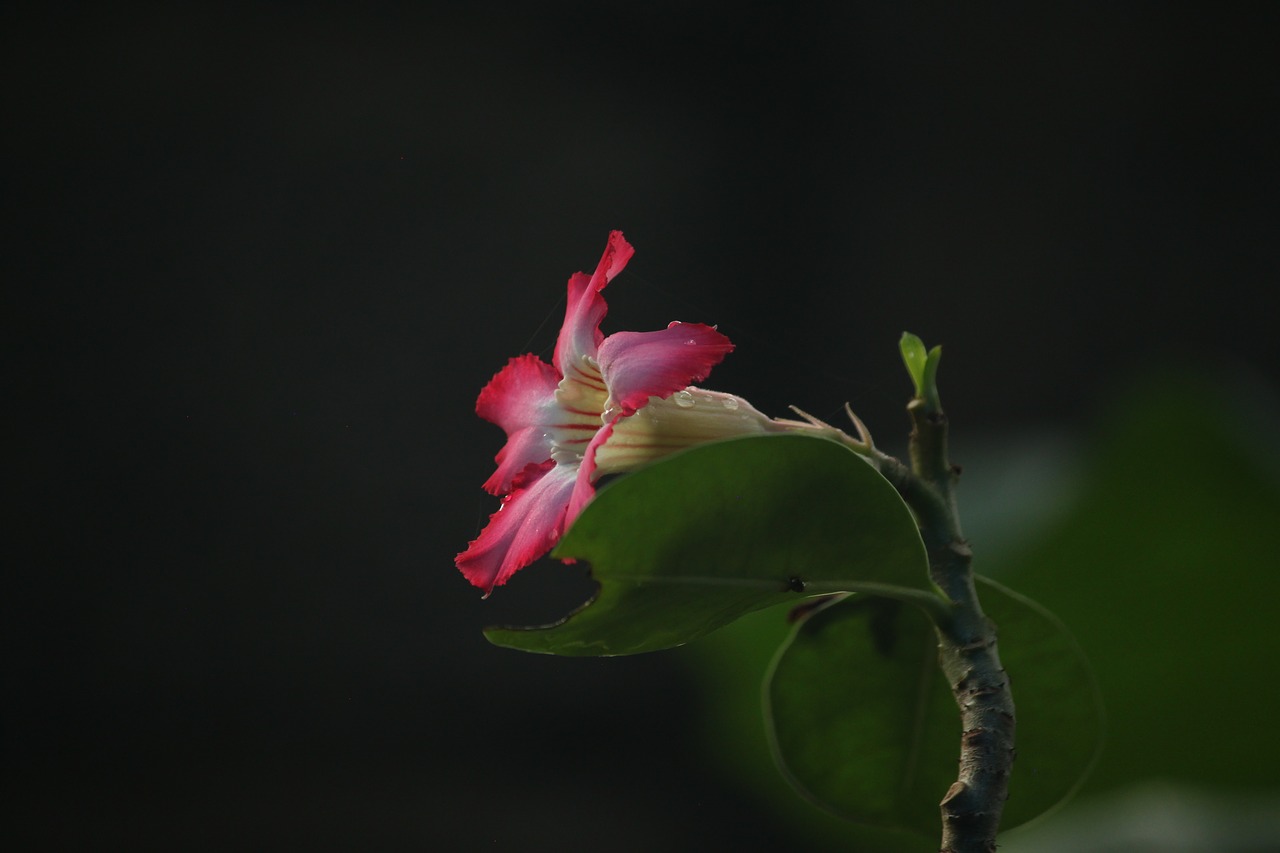 Image - macro flower aperture