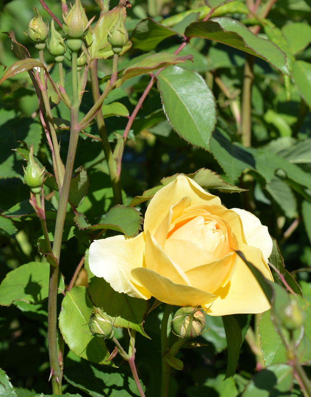 Image - rose rose greenhouse blossom bloom