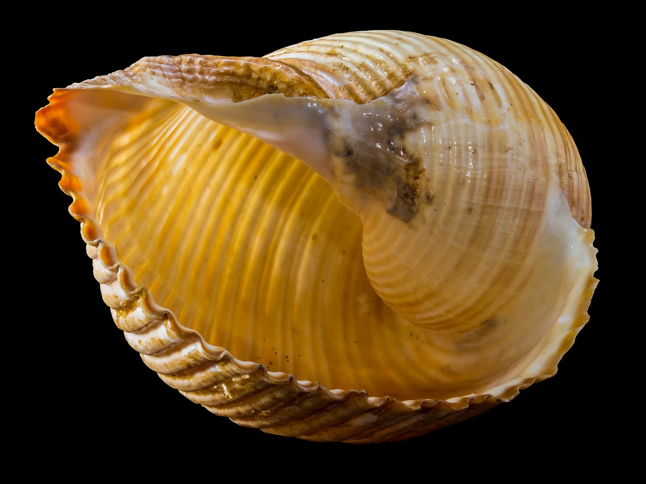 Image - shell snail shell snail