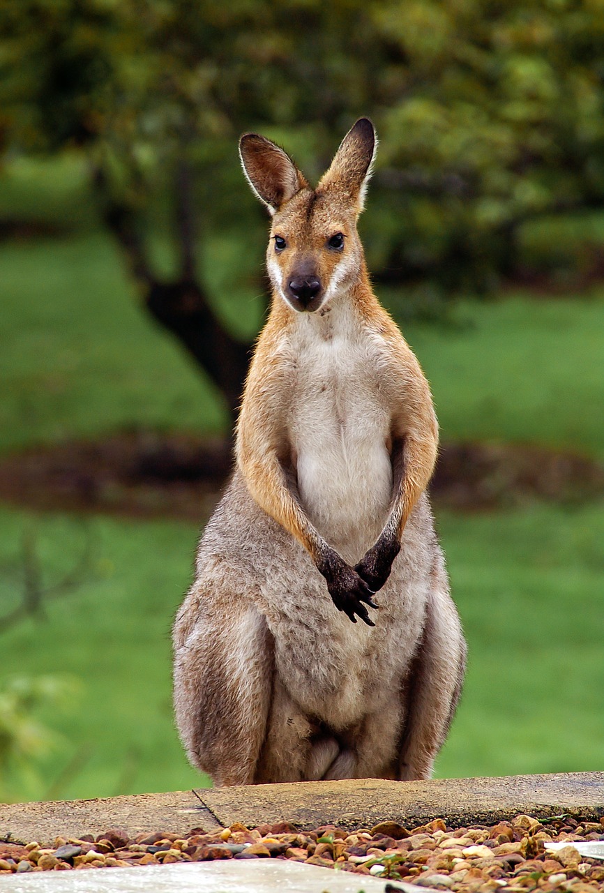Image - wallaby rednecked wallaby australia