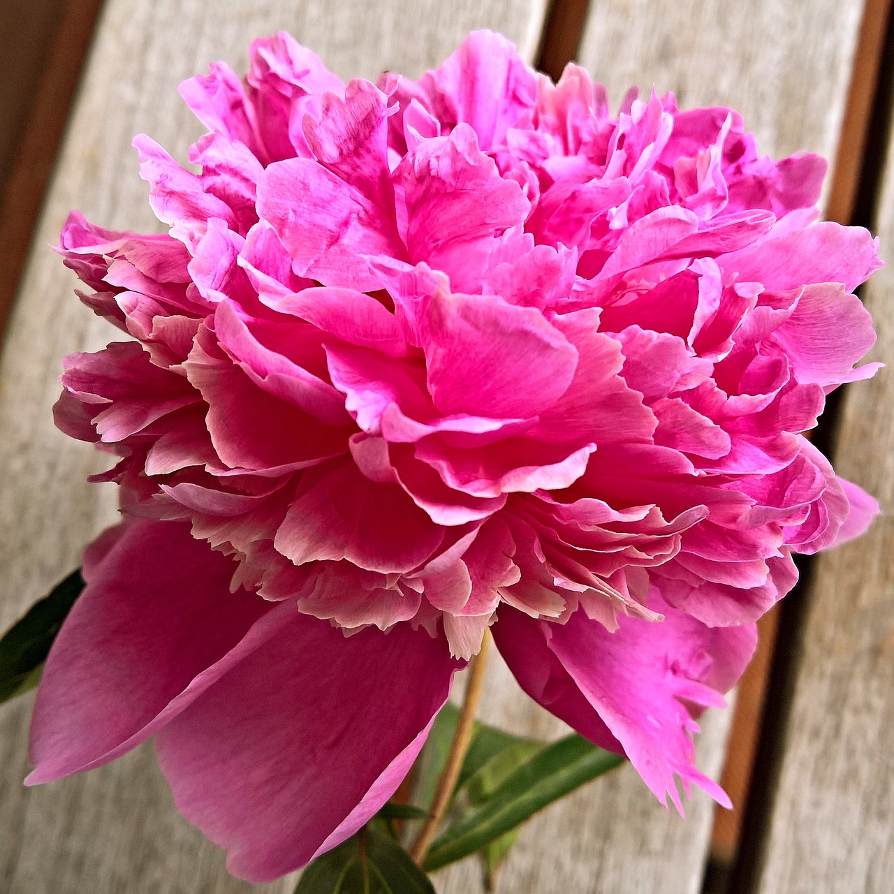 Image - peony flower single bloom