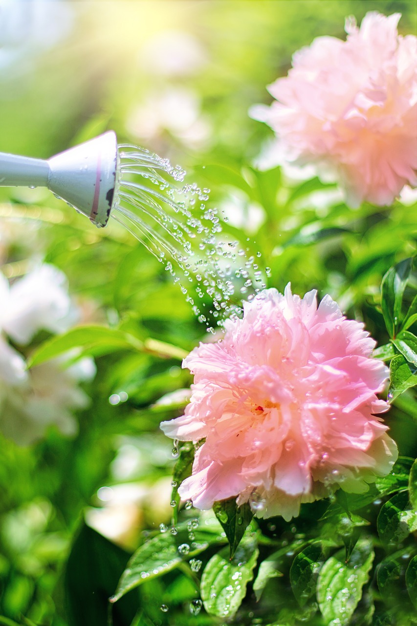Image - watering flowers peonies pink