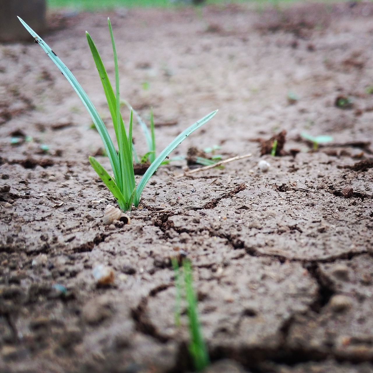 Image - grass sand green rain sunshine