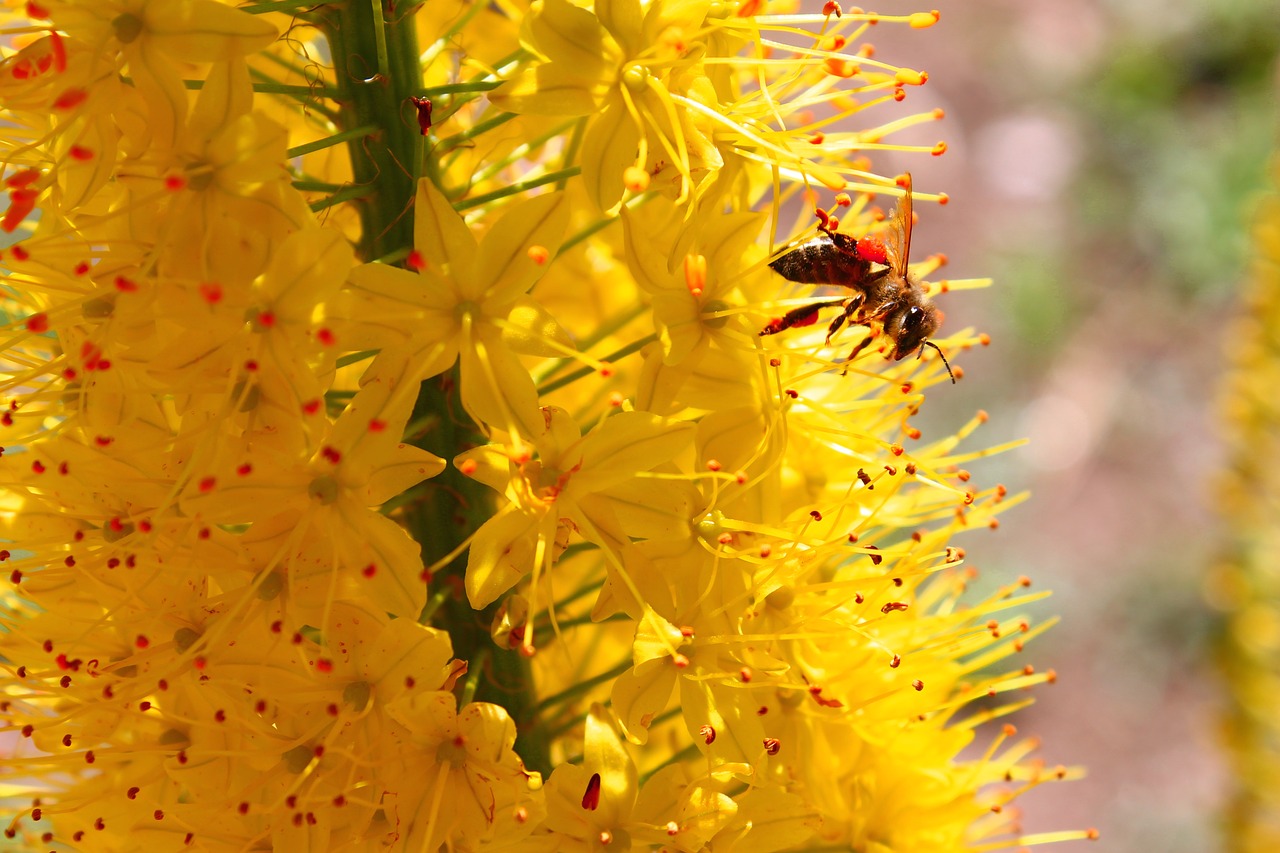 Image - summer bee yellow flower nature