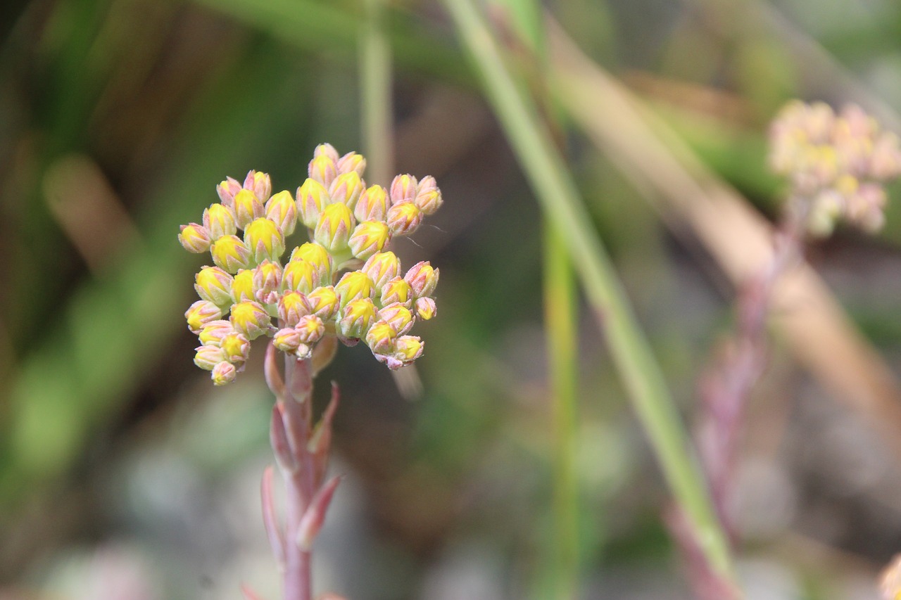 Image - yellow stone garden blossom bloom