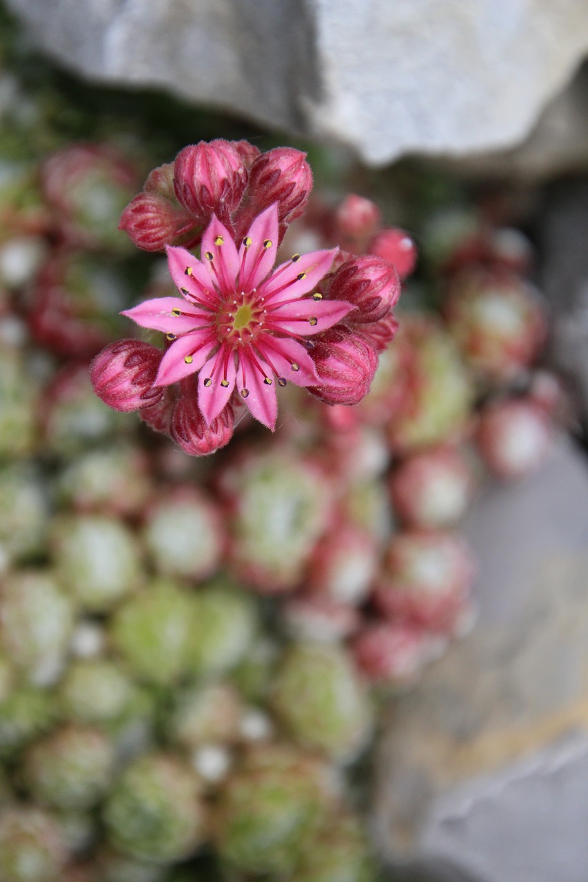 Image - wurz stone garden blossom bloom