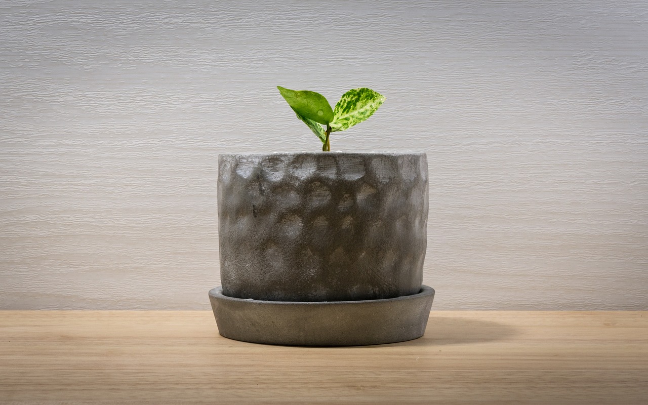 Image - mark cutting line potted plant