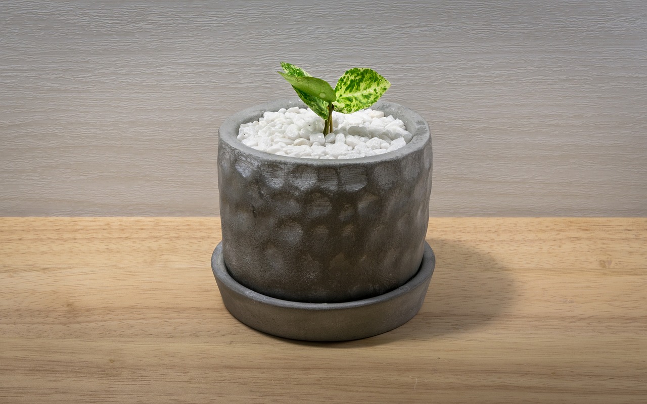 Image - mark cutting line potted plant