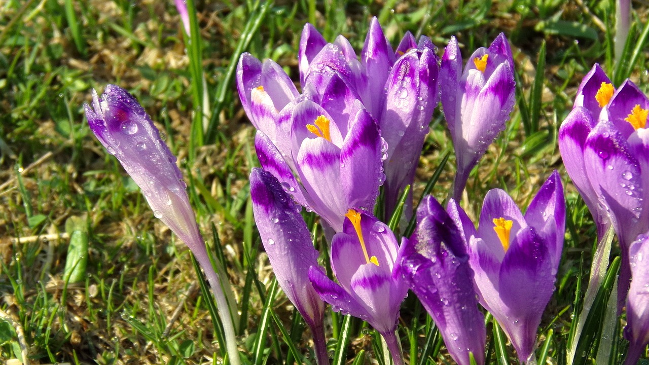 Image - chochołowska valley krokus flower