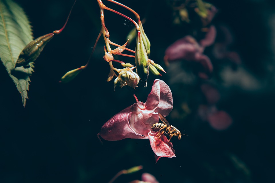 Image - flower flowers rosa