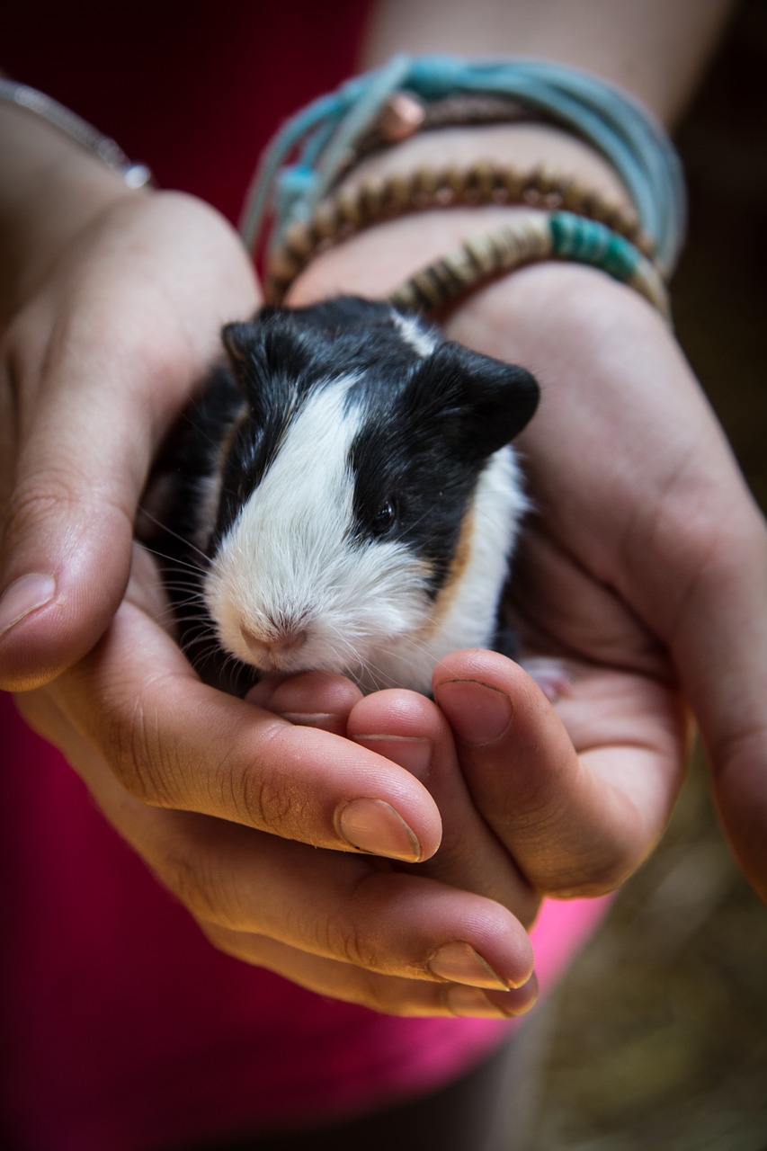 Image - hands guinea pig pet animal rodent