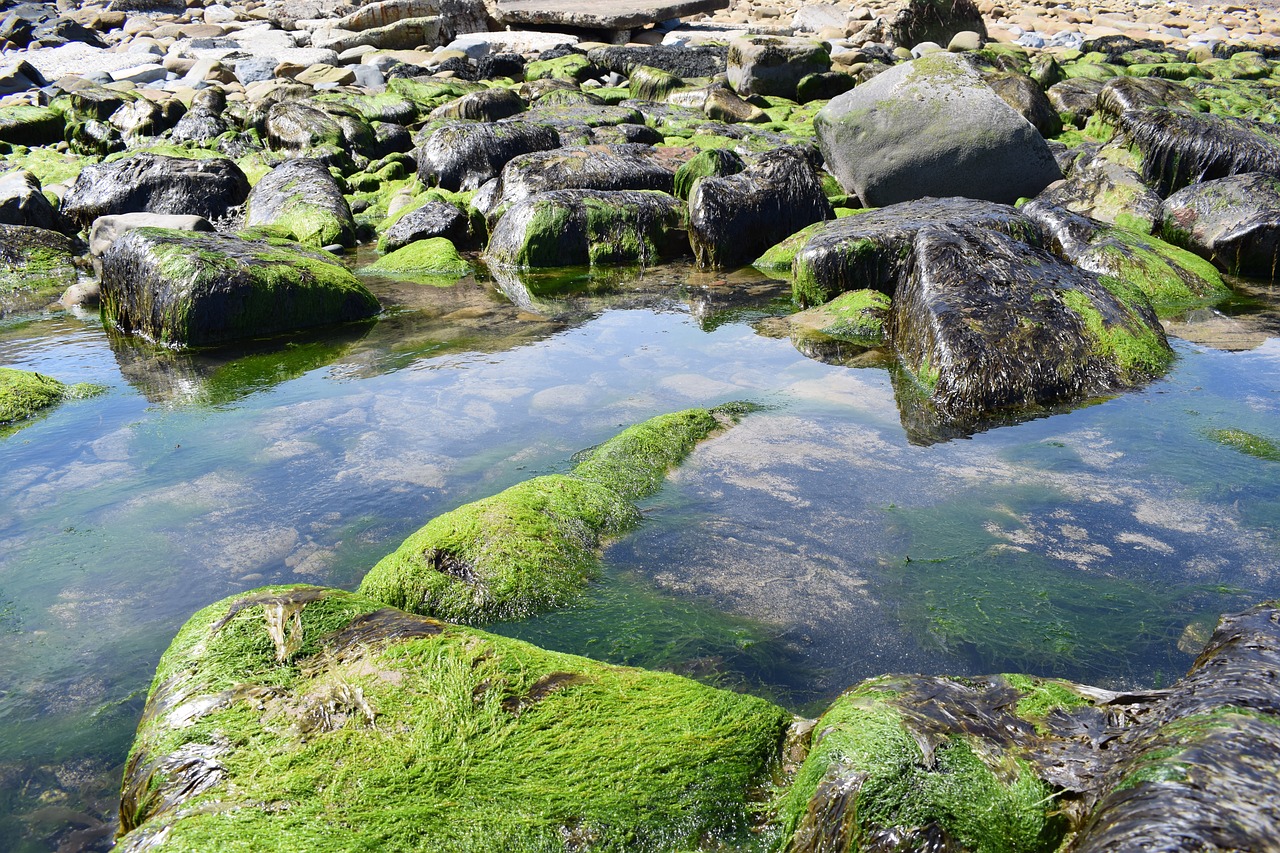 Image - rocks water ocean stone seaweed