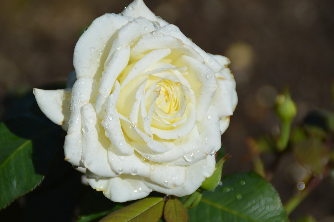 Image - flowers rose rose blooms