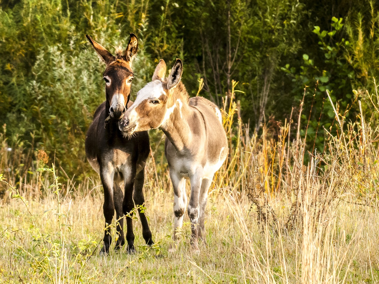 Image - donkey animal mammal nature