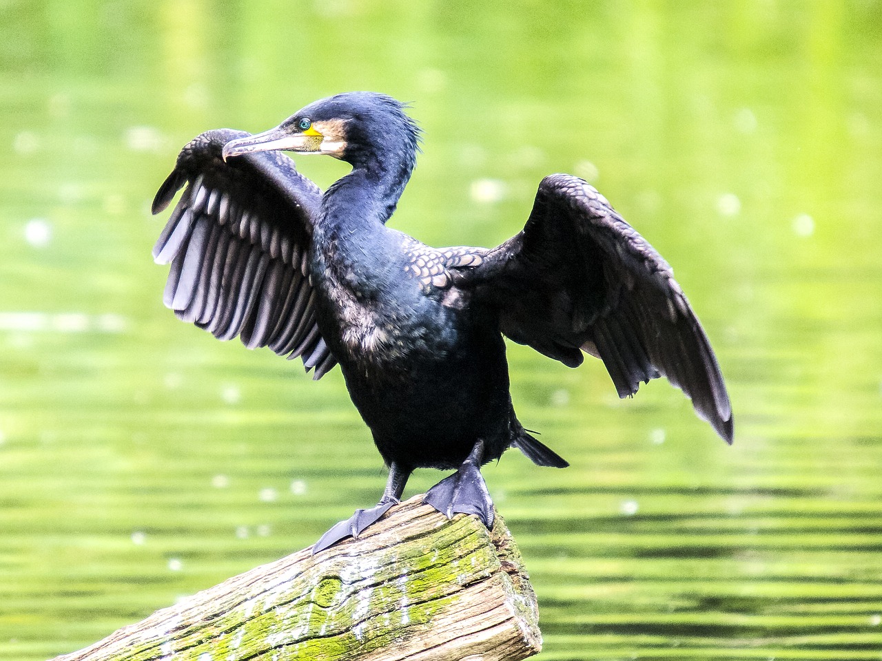 Image - cormorant water bird bird nature