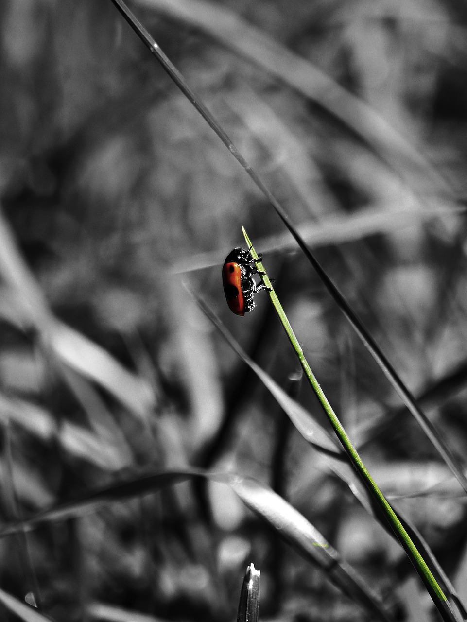 Image - beetle red green halm red bug