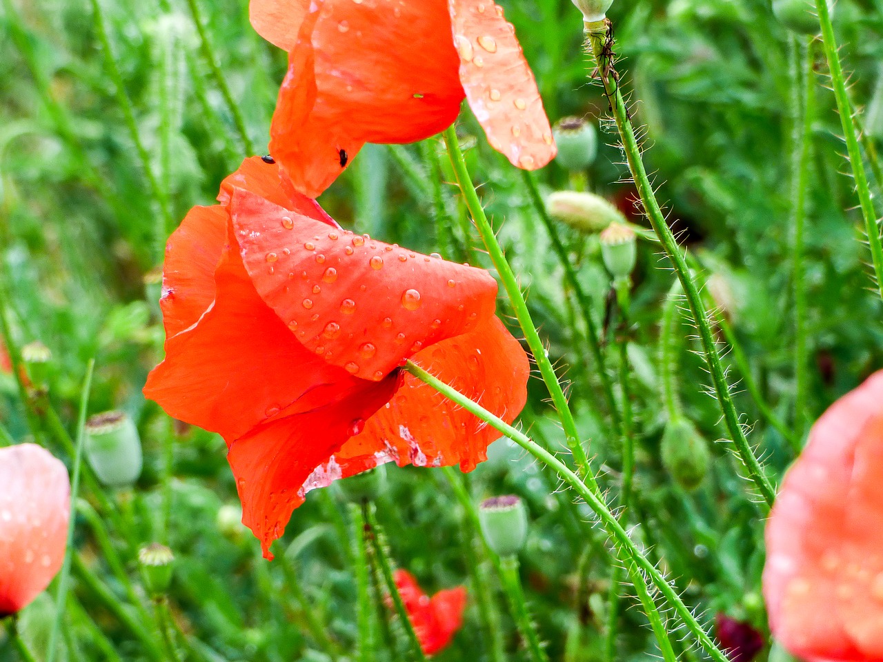 Image - poppy flower raindrop field nature