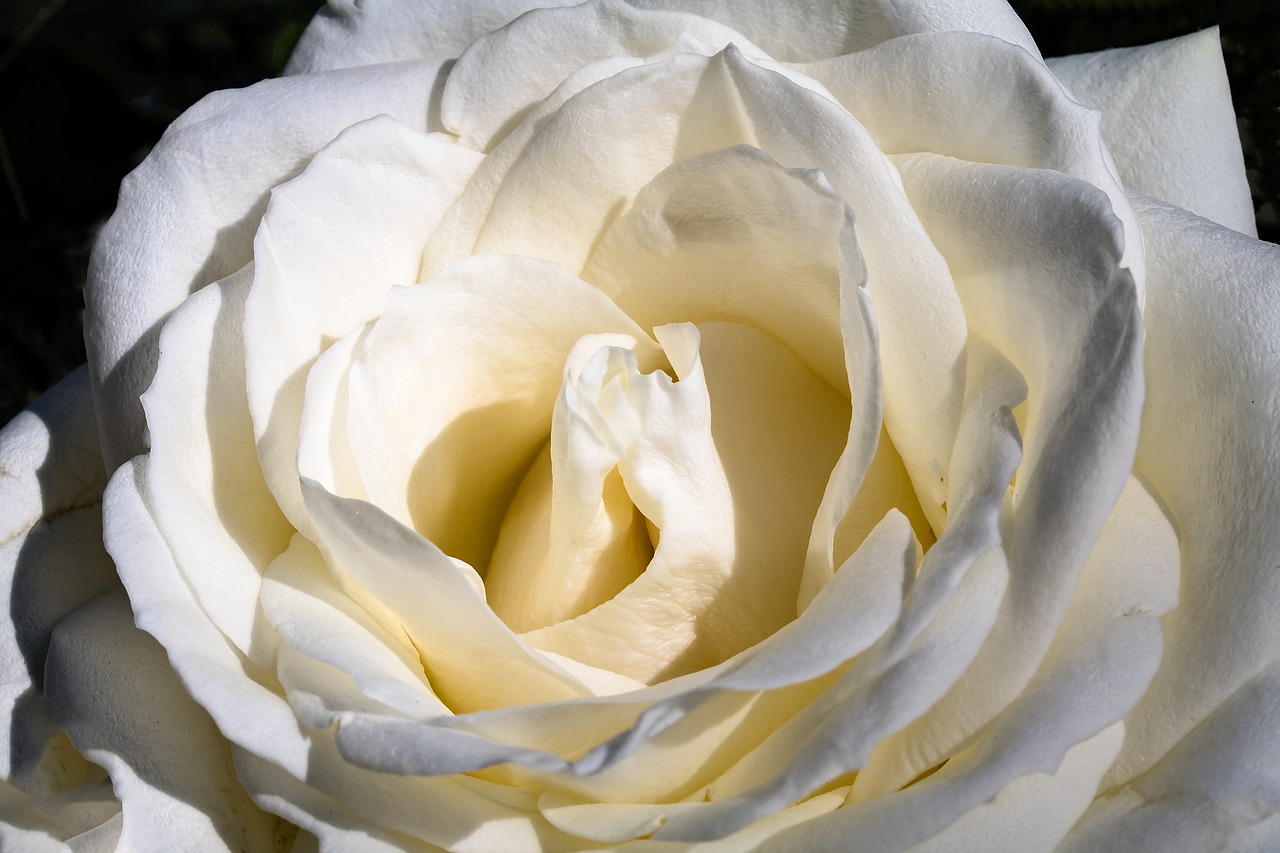 Image - rose white rose blossom bloom