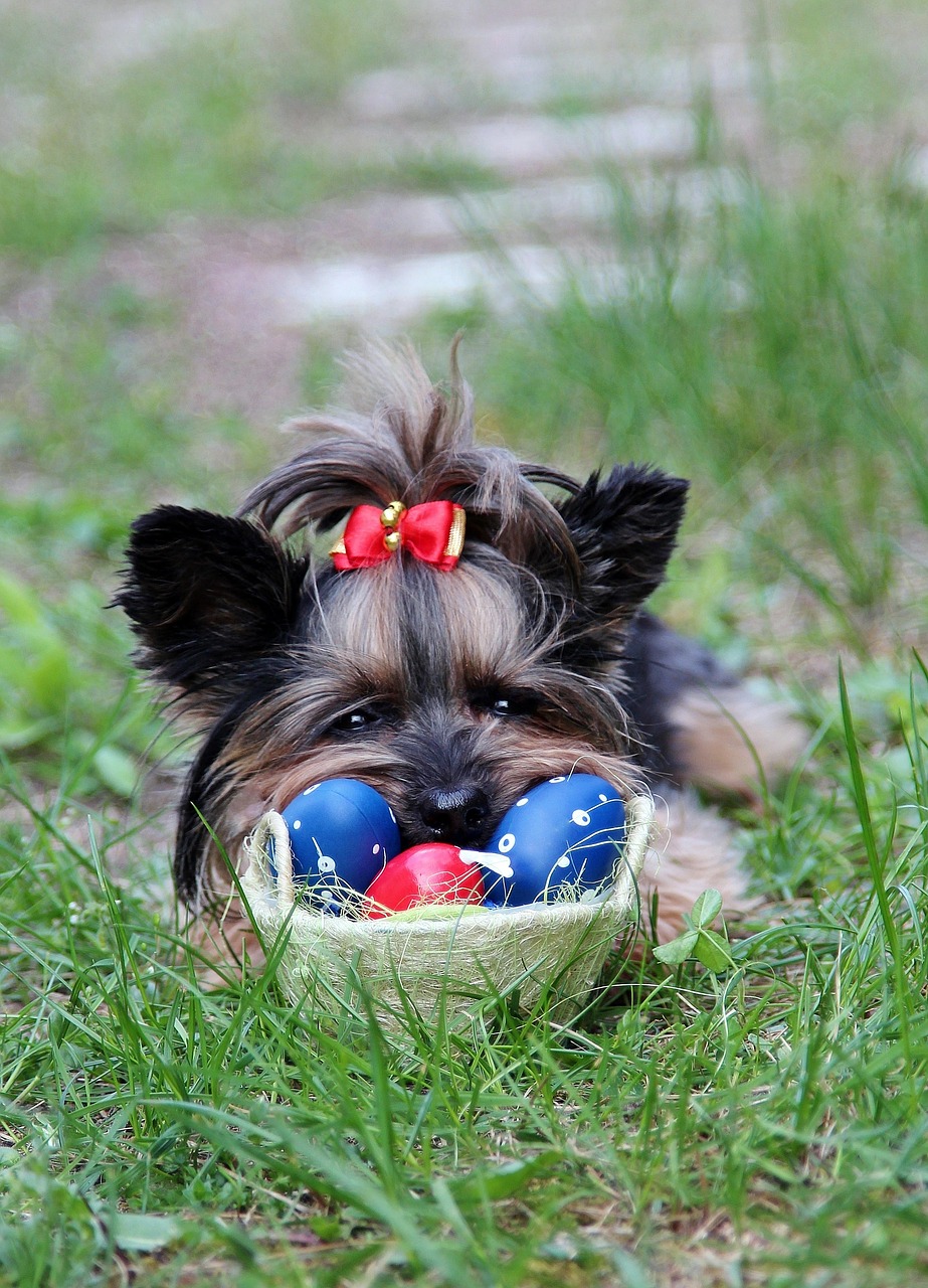 Image - yorkie eggs bow easter dog