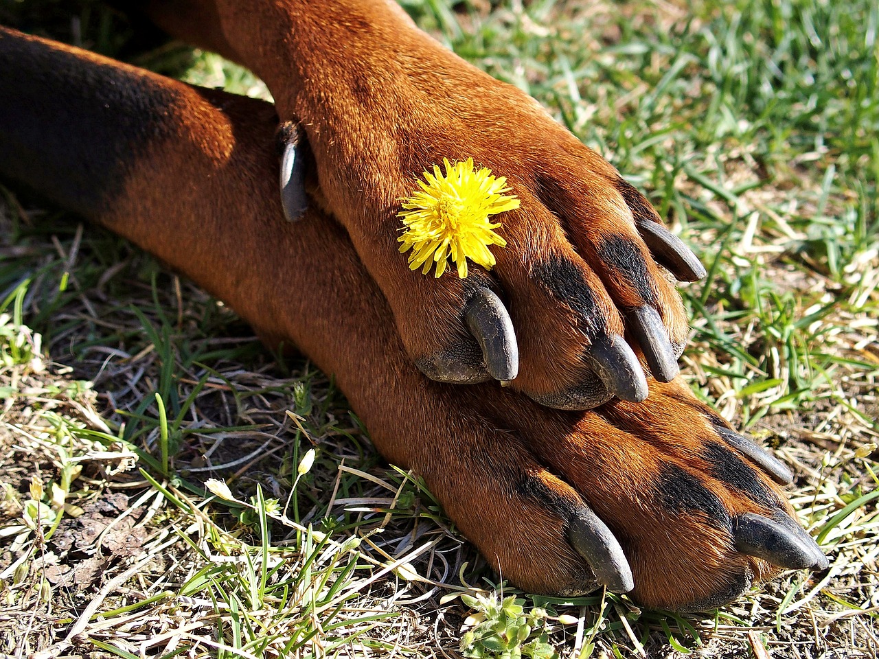 Image - doberman paws claws flower