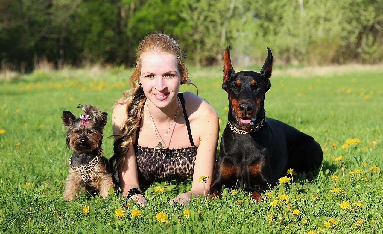 Image - doberman yorkshire terrier