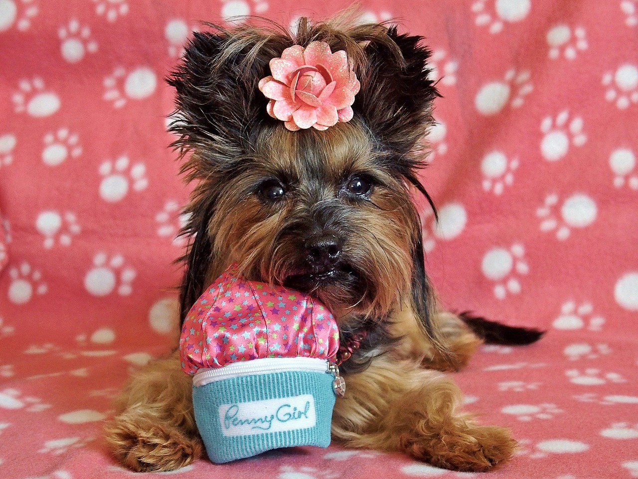 Image - yorkshire terrier dog pretty lie