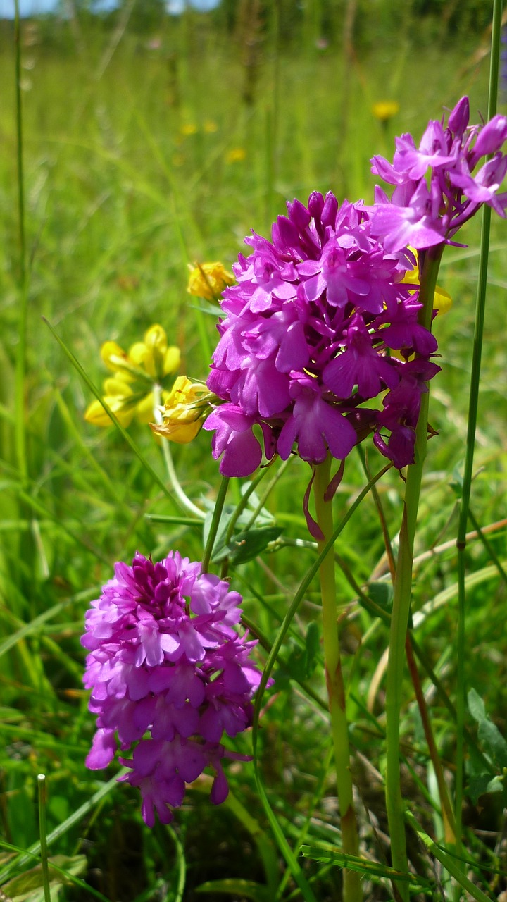 Image - pyramidenwurz anacamptis pyramidalis