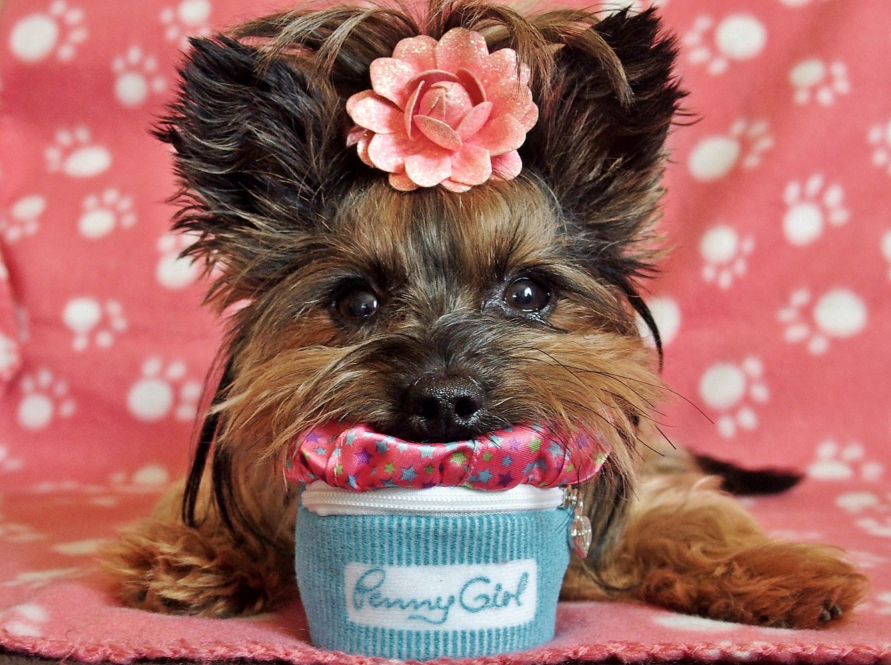 Image - yorkshire terrier dog cute lie