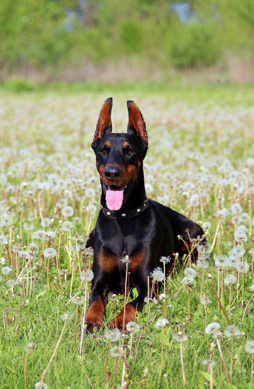Image - doberman dandelion flower field dog