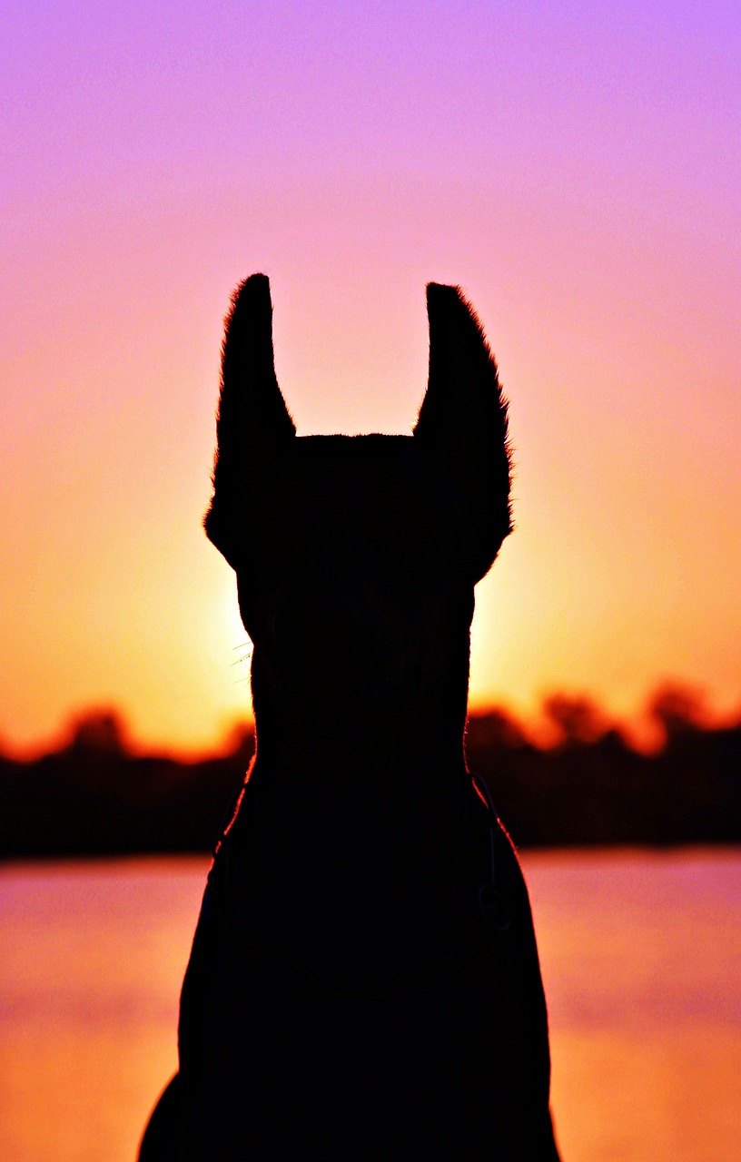 Image - doberman silhouette fejkép dog