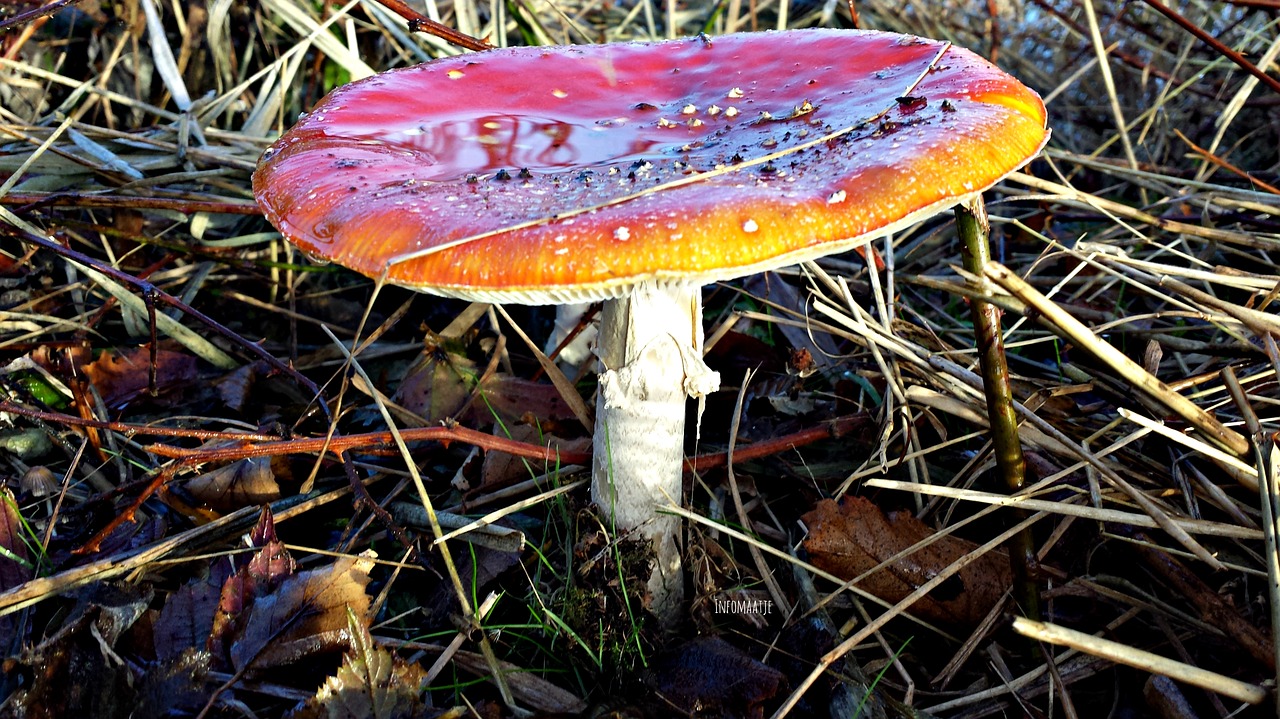 Image - mushroom autumn dotty nature