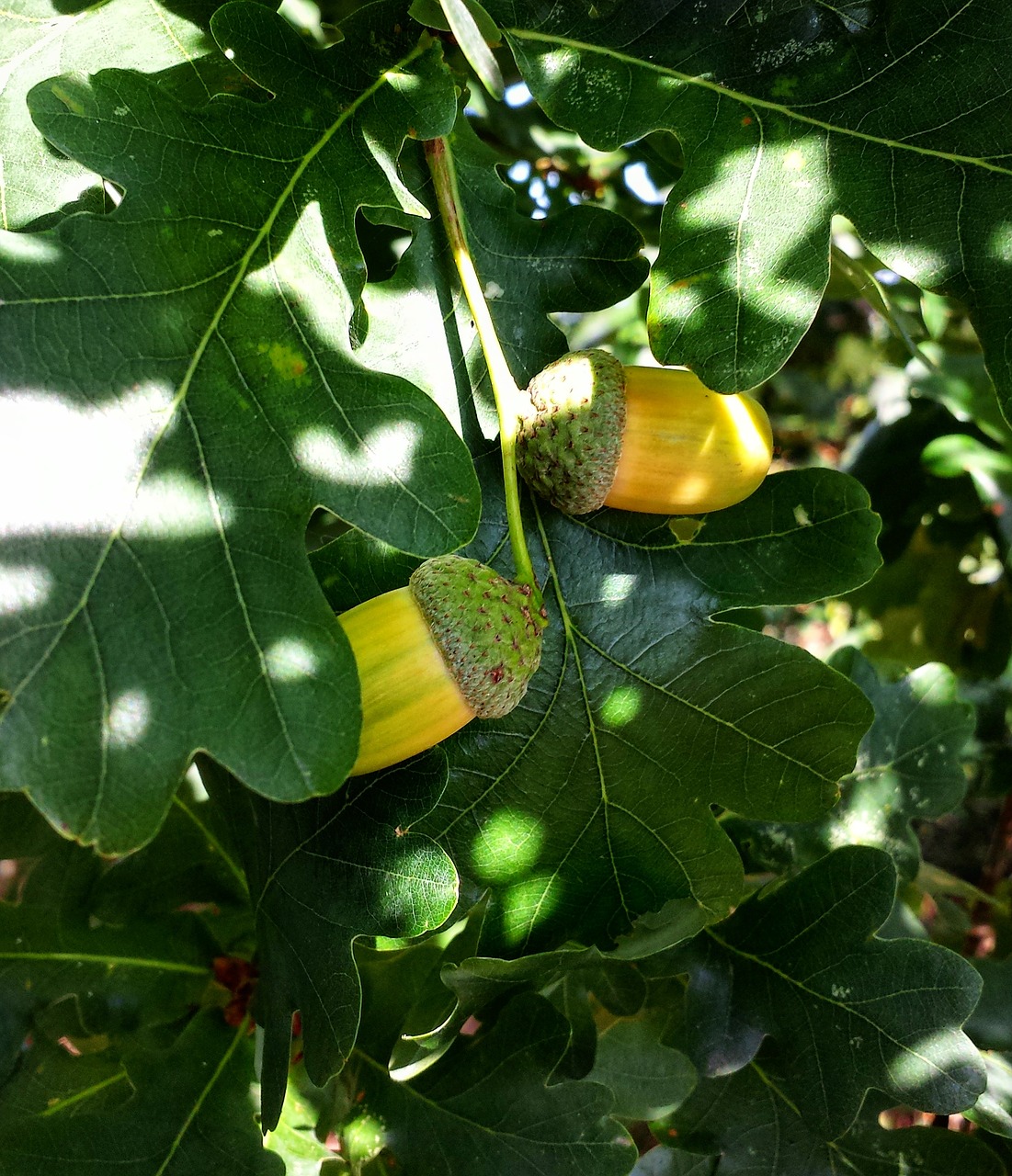 Image - nature green acorns autumn leaves