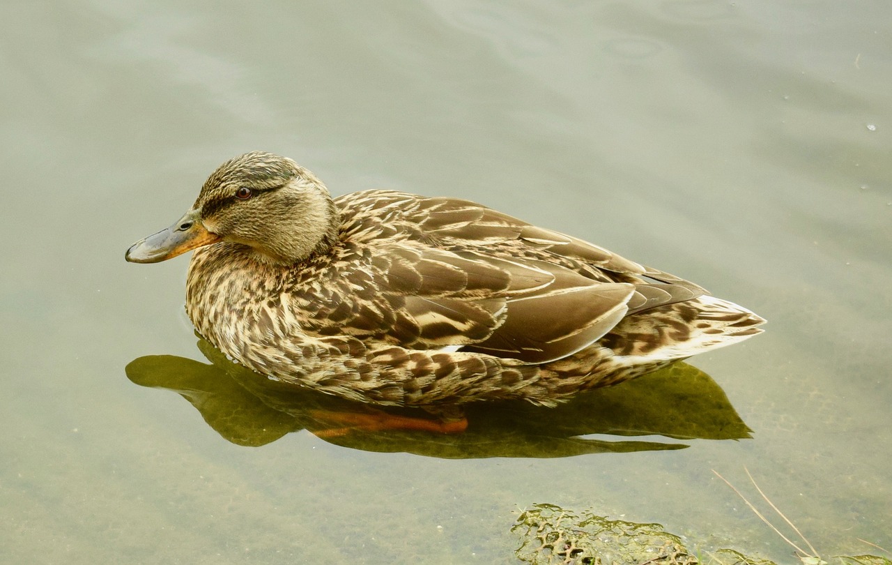 Image - duck water wildlife bird nature