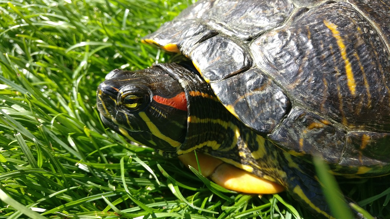 Image - turtle red eared slider turtle