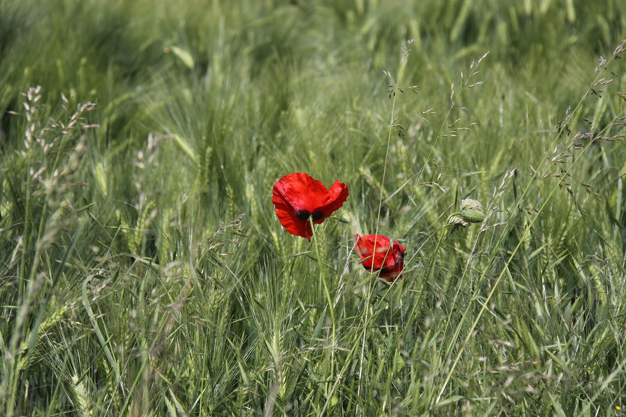 Image - poppy poppy flower klatschmohn red
