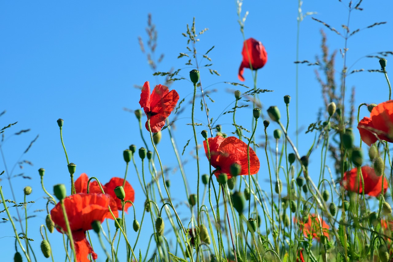 Image - poppy klatschmohn poppy flower red