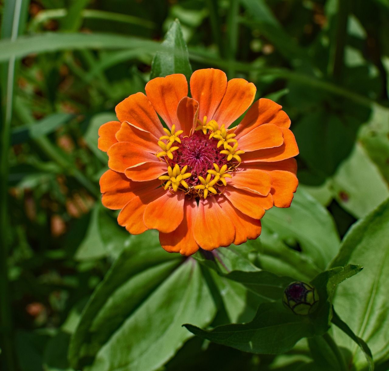 Image - orange zinnia flower blossom bloom