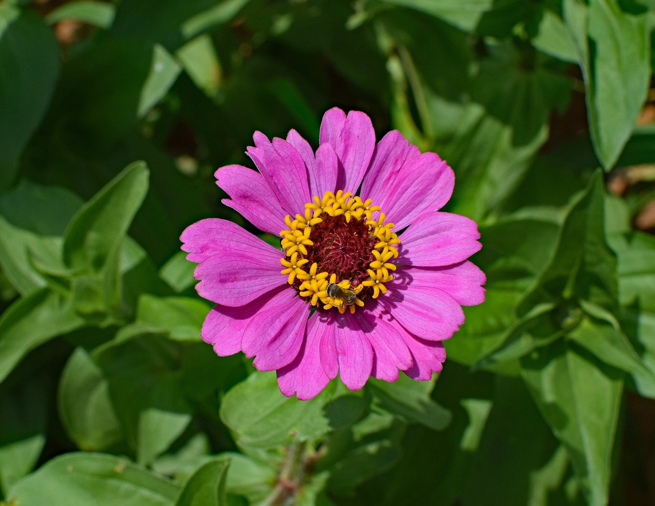 Image - hot pink zinnia with bee bee flower