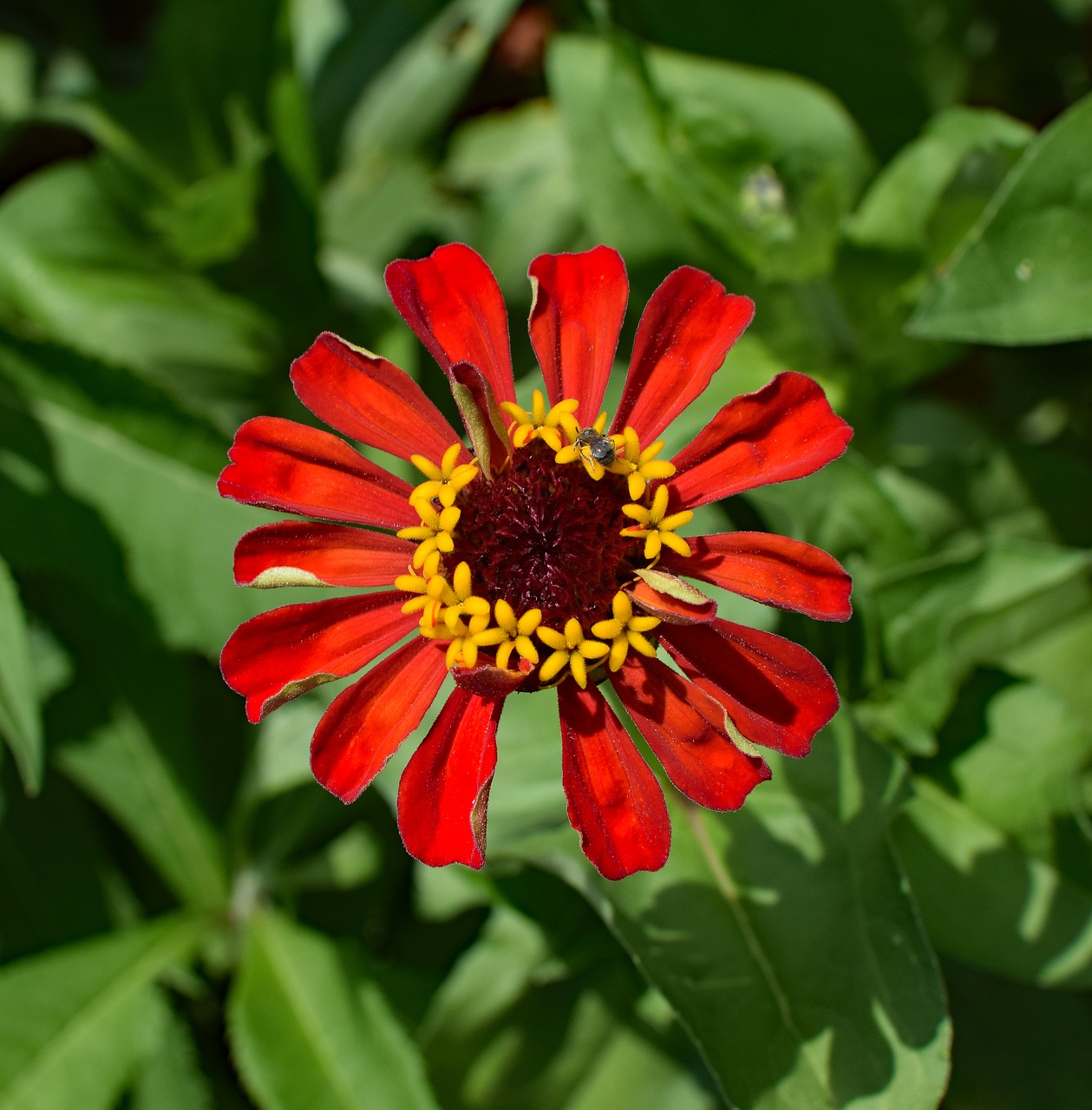 Image - red zinnia flower blossom bloom