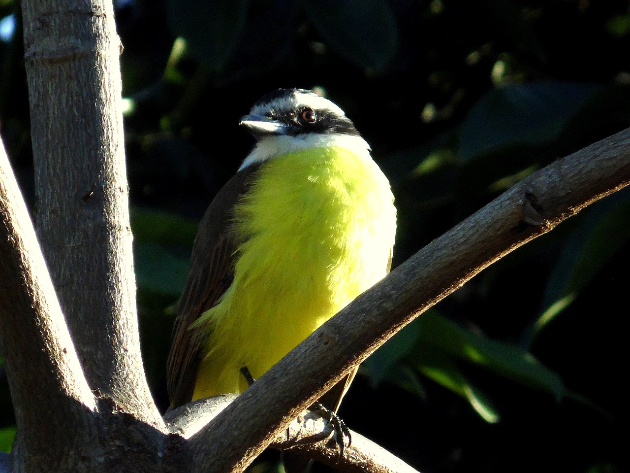 Image - well you vi great kiskadi bird
