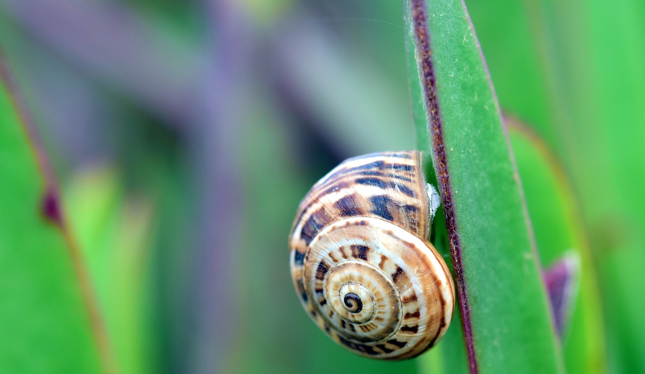 Image - snail cactus reptile macro spiral