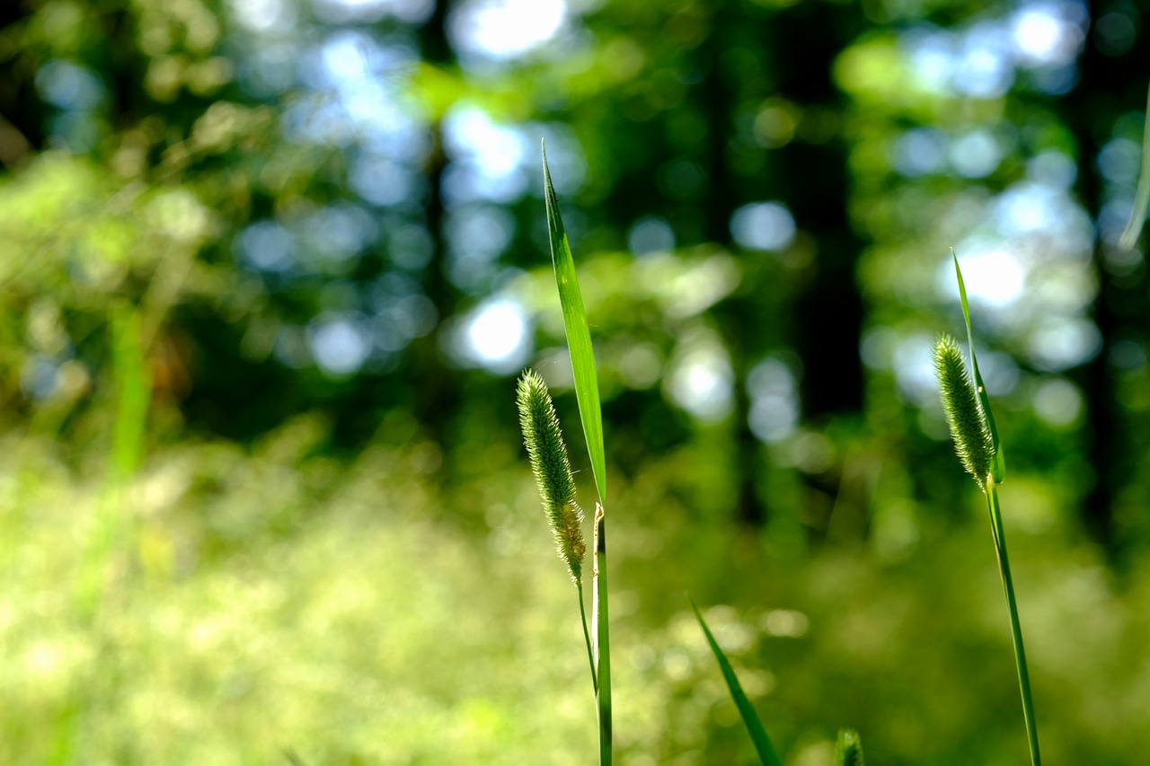 Image - millet wild grasses forest