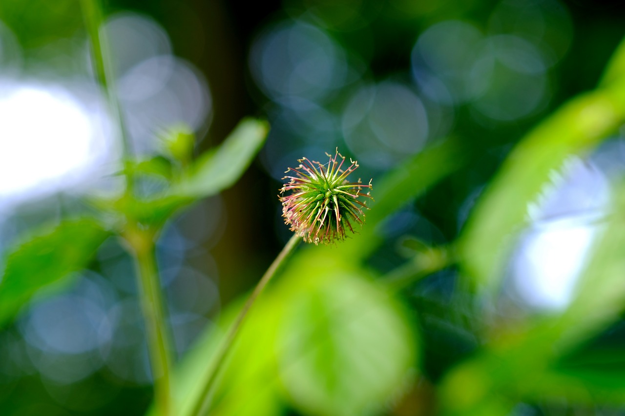 Image - burdock forest nature green