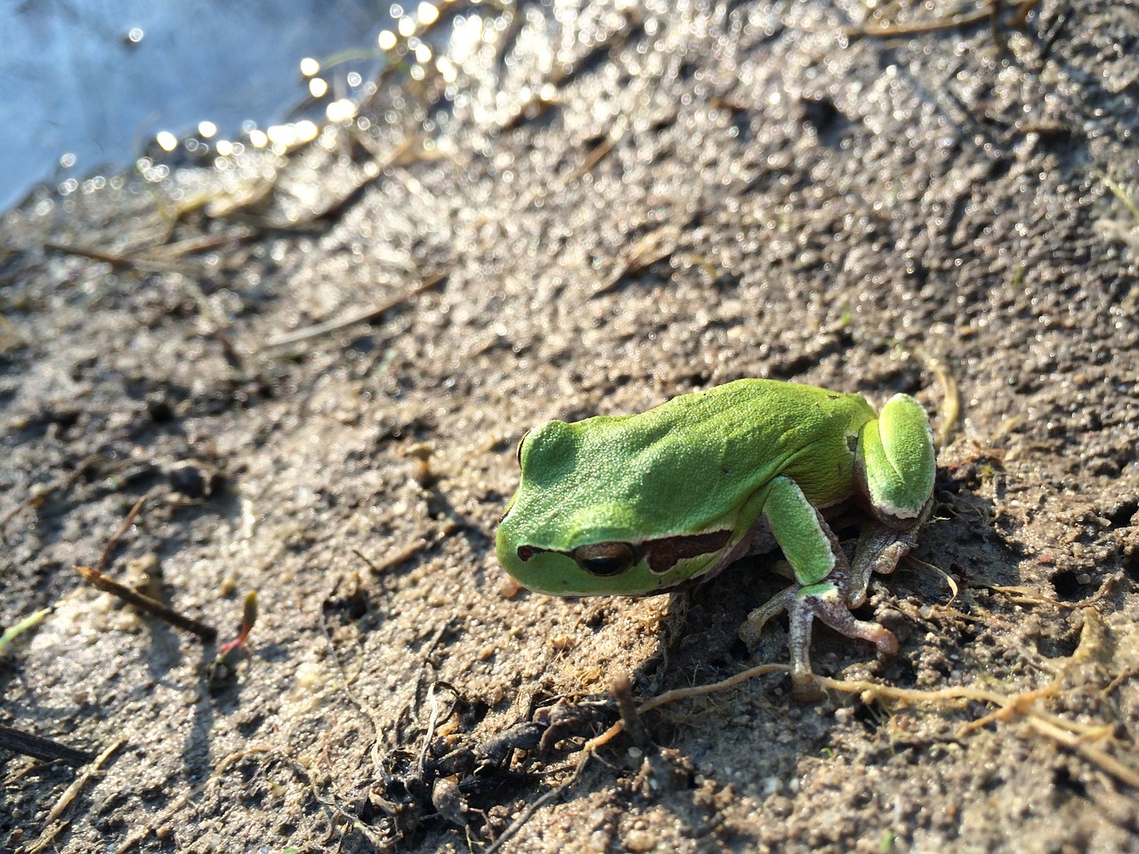 Image - frog nature nice