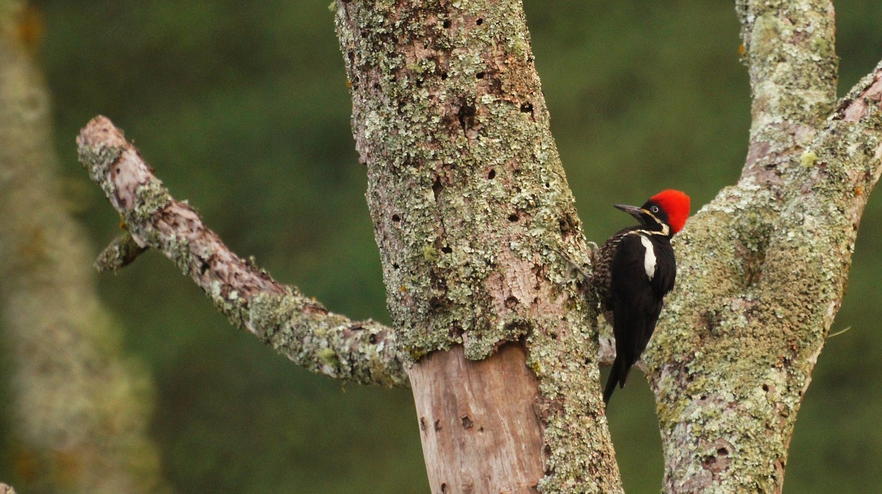 Image - birds nature armenia quindio